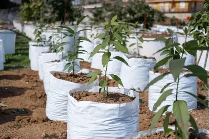 Nursery Garden Bags and Nepal’s Agriculture